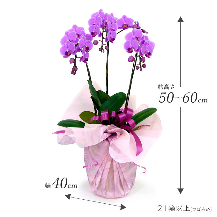 ミディ胡蝶蘭 3本立 白/ピンク 21輪以上 お祝い 花 フラワー ギフト