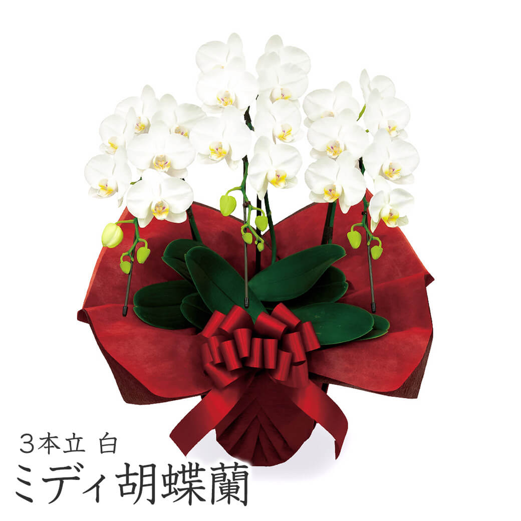 ミディ胡蝶蘭 3本立 白/ピンク 21輪以上 お祝い 花 フラワー ギフト