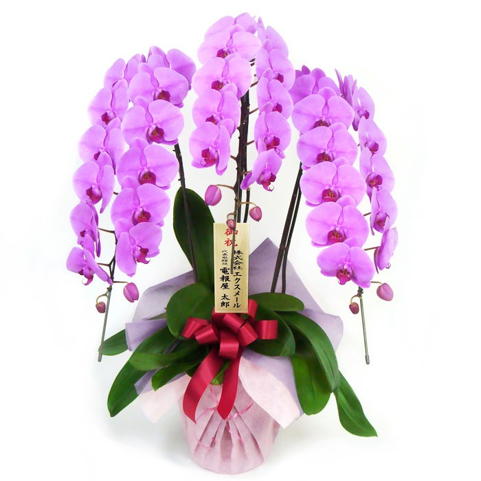 大輪胡蝶蘭 3本立 ハイグレード 白/ピンク 36輪以上 お祝い 花