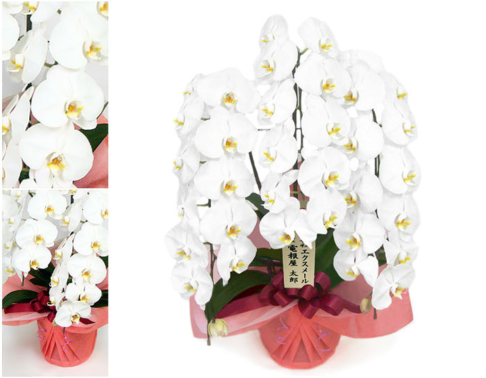 大輪胡蝶蘭 3本立 ハイグレード 白/ピンク 36輪以上 お祝い 花