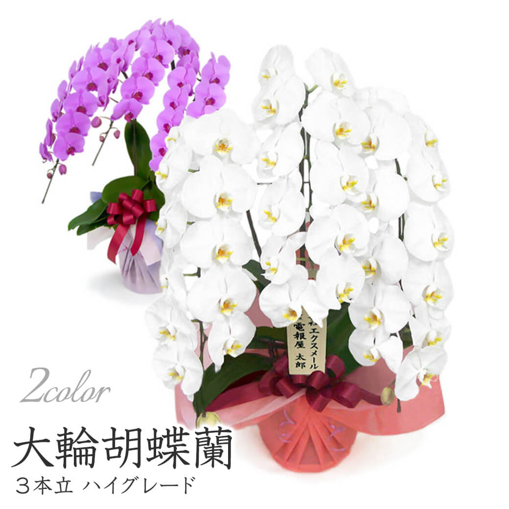 大輪胡蝶蘭 3本立 ハイグレード 白/ピンク 36輪以上 お祝い 花
