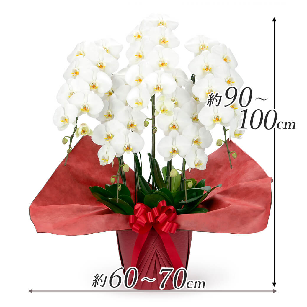大輪胡蝶蘭 5本立 スタンダード 白/ピンク 50輪以上 お祝い 花