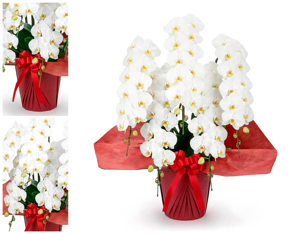 大輪胡蝶蘭 5本立 ハイグレード 白 60輪以...の詳細画像1