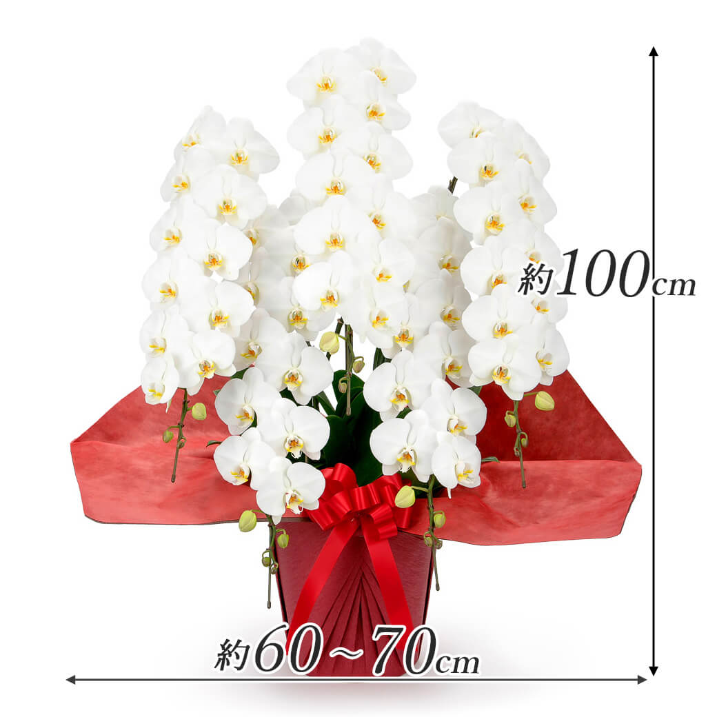 大輪胡蝶蘭 5本立 ハイグレード 白 60輪以...の詳細画像2