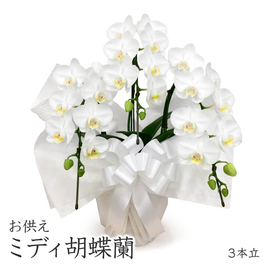 お供え胡蝶蘭 ミディ胡蝶蘭 3本立 白 21輪以上 お供え花 フラワー