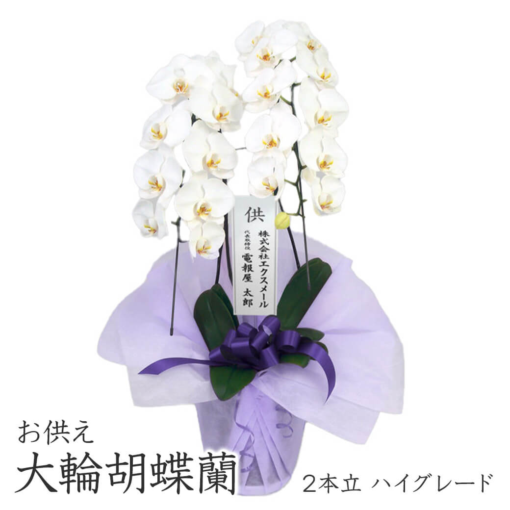 お供え 大輪胡蝶蘭 2本立 ハイグレード 白 24輪以上 お供え花