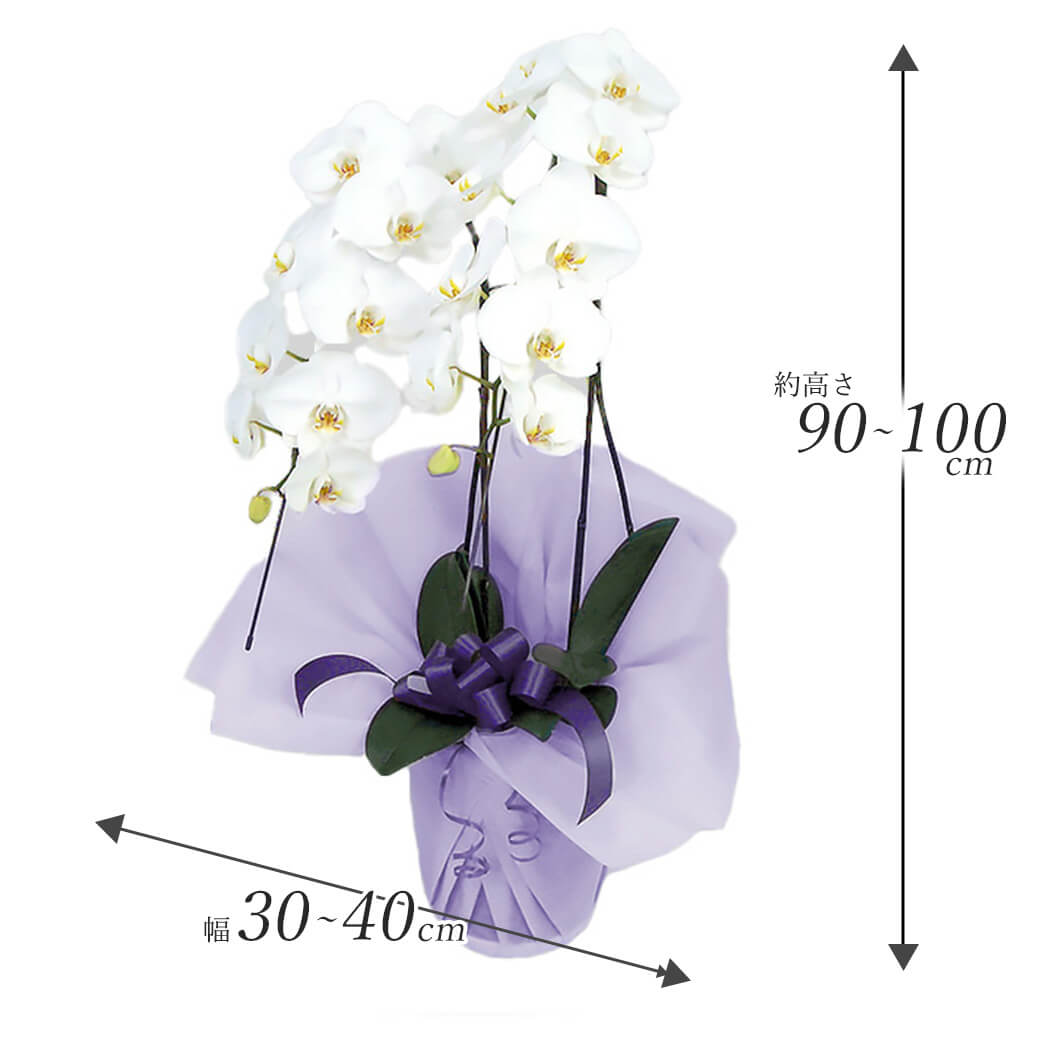 お供え 大輪胡蝶蘭 2本立 ハイグレード 白 24輪以上 お供え花
