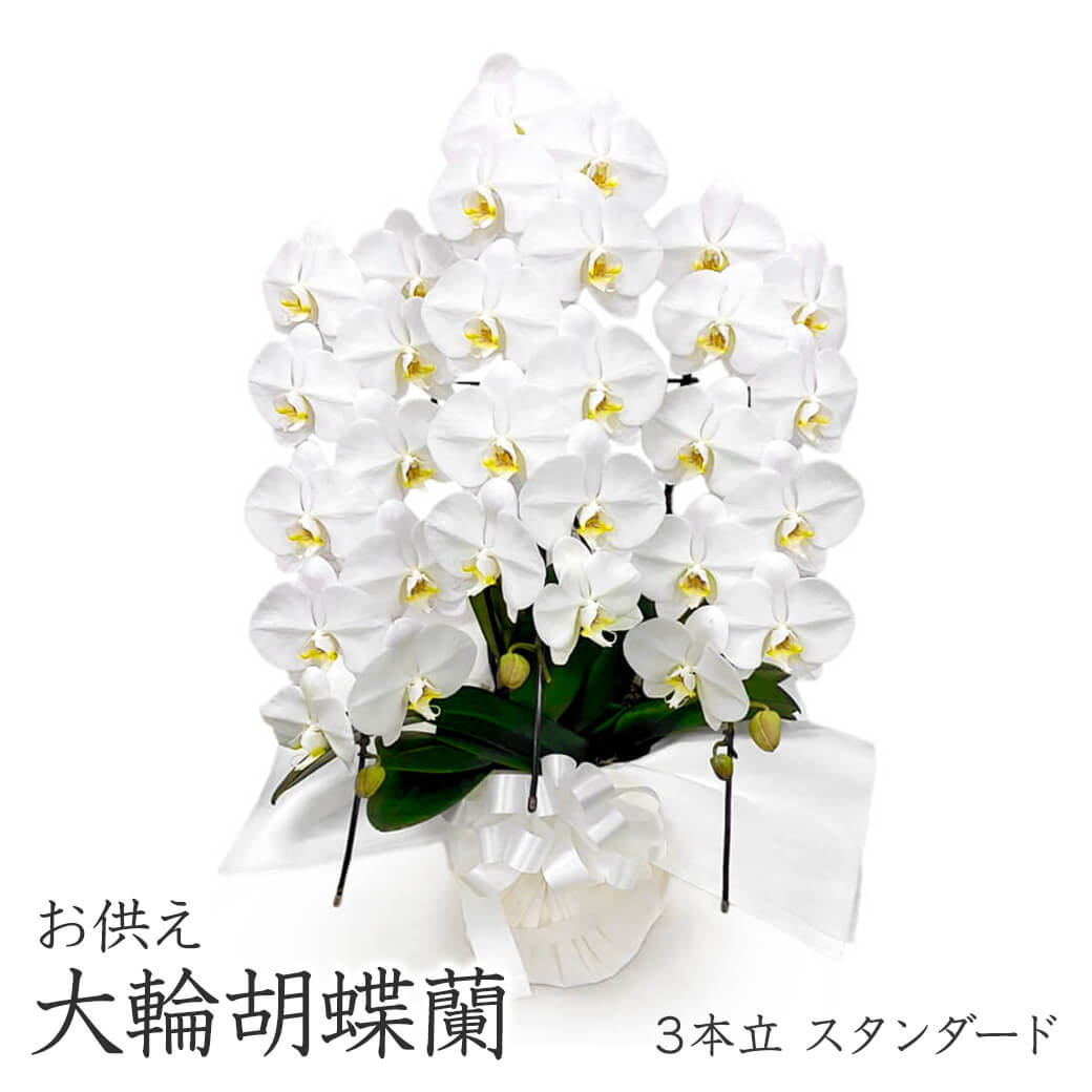 お供え 大輪胡蝶蘭 3本立 スタンダード 白 30輪以上 お供え花
