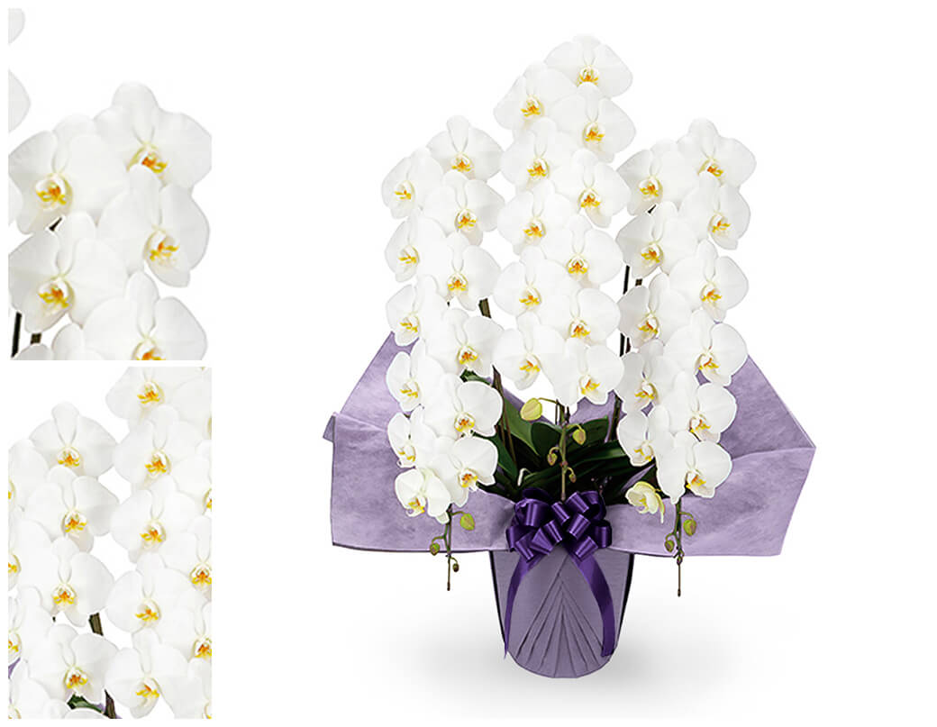 お供え 大輪胡蝶蘭 3本立 ハイグレード 白 36輪以上 お供え花