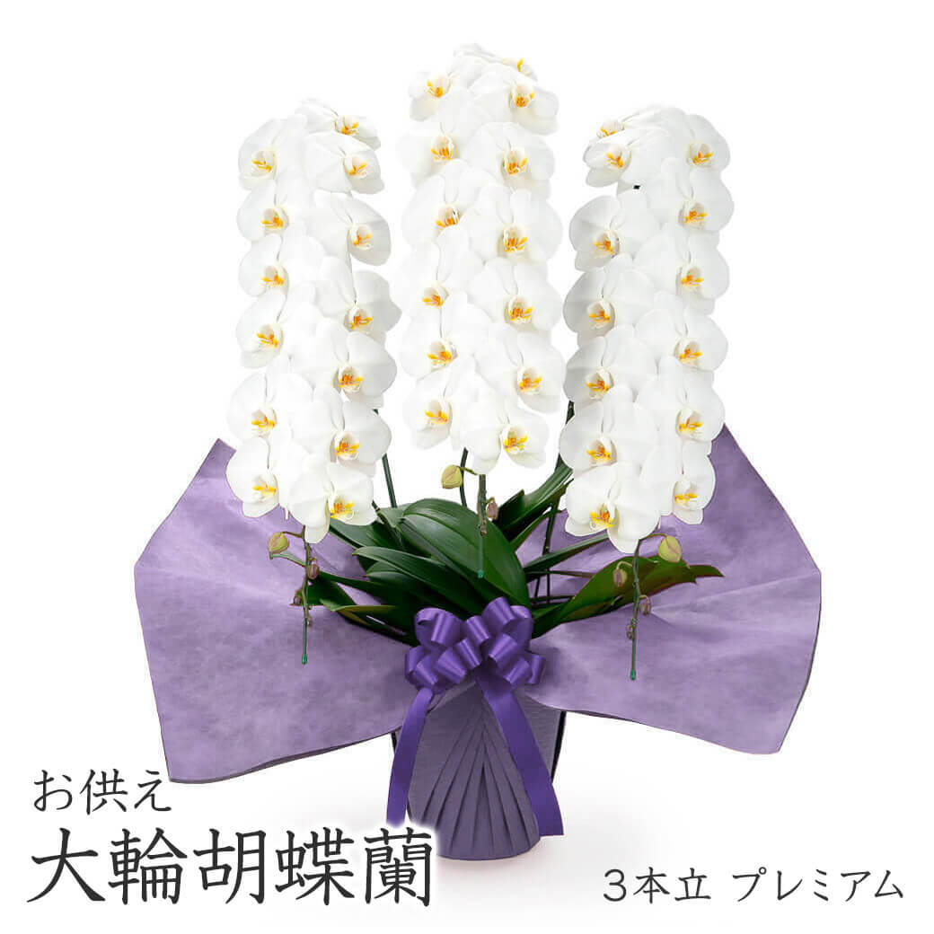お供え 大輪胡蝶蘭 3本立 プレミアム 白 42輪以上 お供え花 フラワー