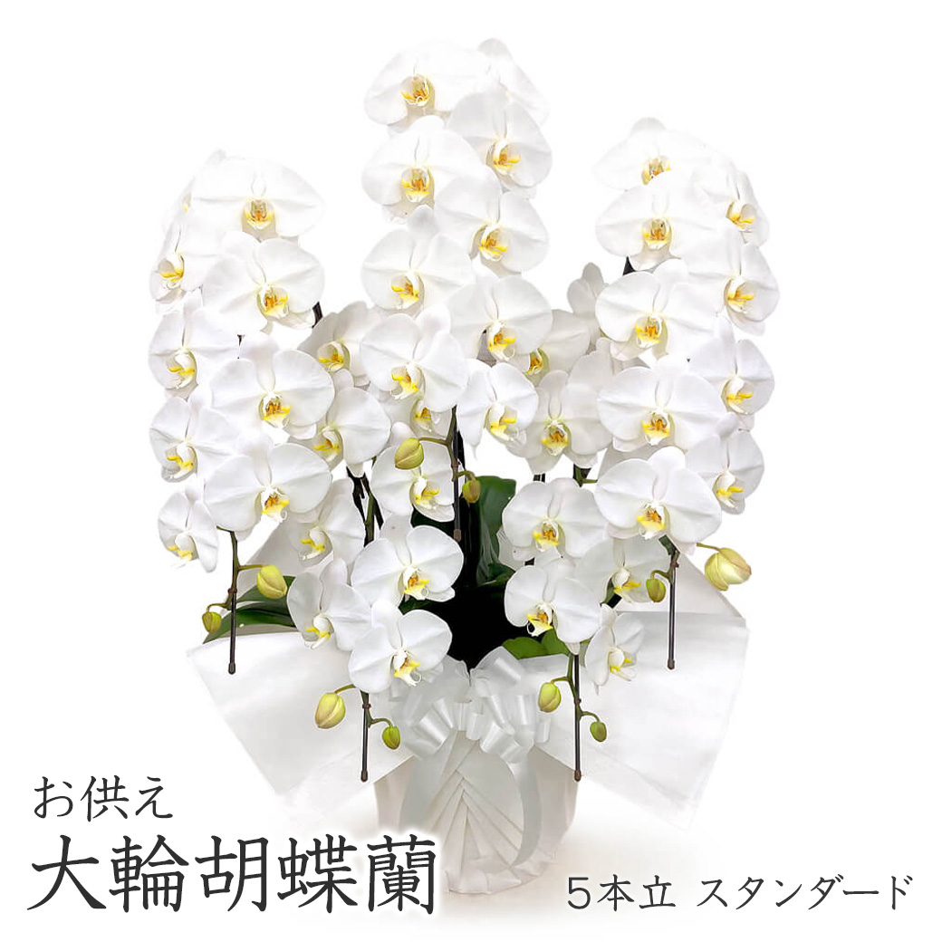 お供え 大輪胡蝶蘭 5本立 スタンダード 白 50輪以上 お供え花
