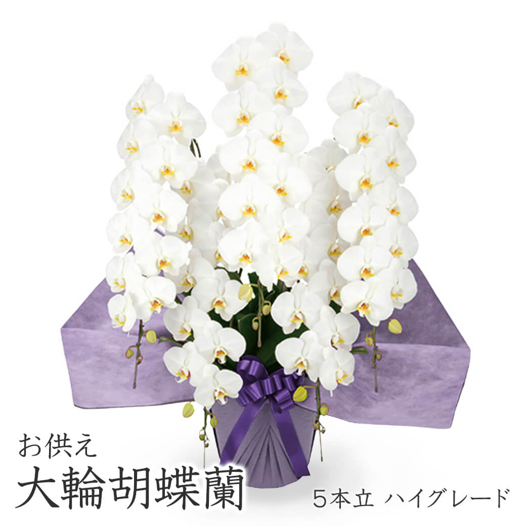 お供え 大輪胡蝶蘭 5本立 ハイグレード 白 60輪以上 お供え花