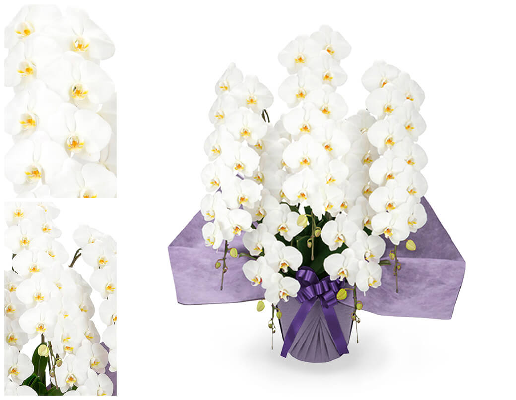 お供え 大輪胡蝶蘭 5本立 ハイグレード 白 ...の詳細画像1