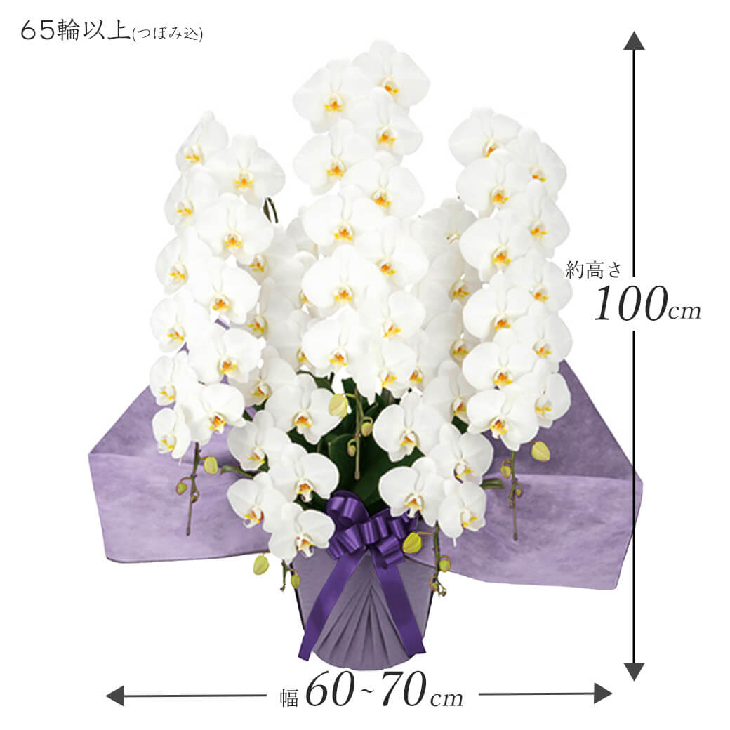 お供え 大輪胡蝶蘭 5本立 ハイグレード 白 ...の詳細画像2