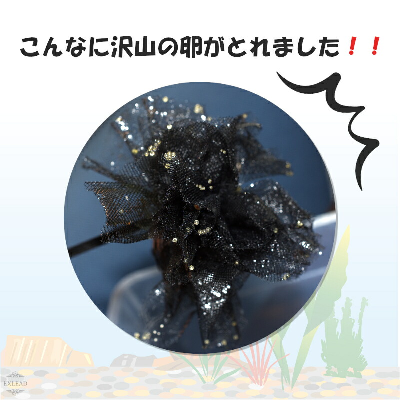 最大77%OFFクーポン 豆カフェめだか 黒蝶産卵床 激採れ めだかの産卵床 完成品 6個セット 人工水草 特殊繊維 卵 採取 めだか メダカ 産卵  淡水魚 水槽 ビオトープ メダカ産卵床