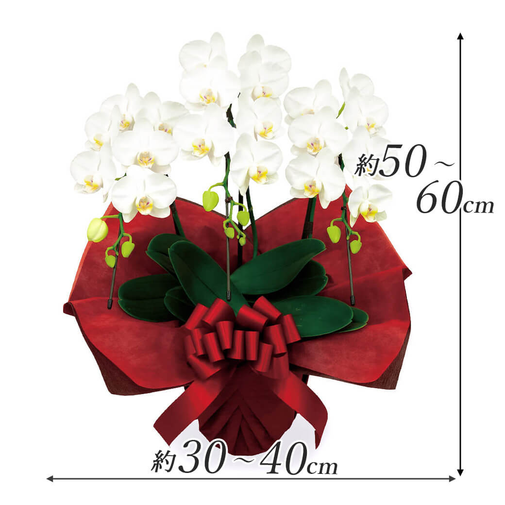 ミディ胡蝶蘭 3本立 白/ピンク 21輪以上 お祝い 花 フラワー ギフト