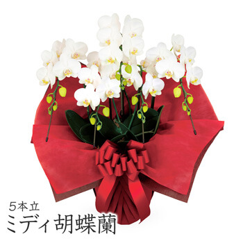 ミディ胡蝶蘭　5本立