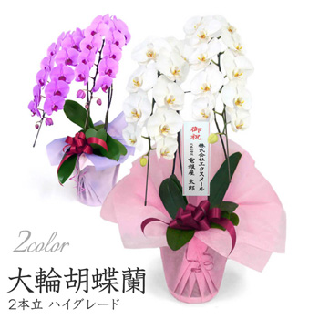 大輪胡蝶蘭 ２本立 ハイグレード
