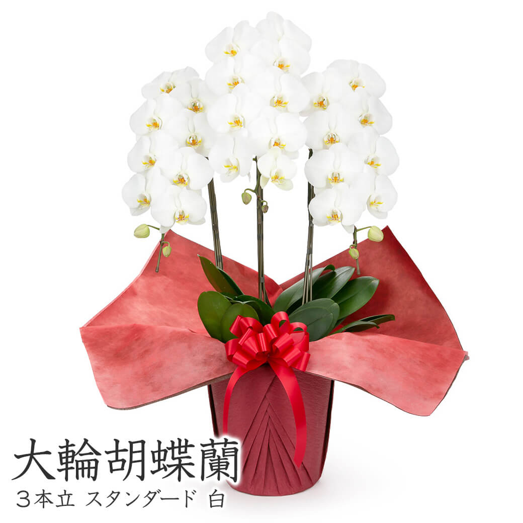 大輪胡蝶蘭 3本立 スタンダード 白/ピンク 30輪以上 お祝い 花