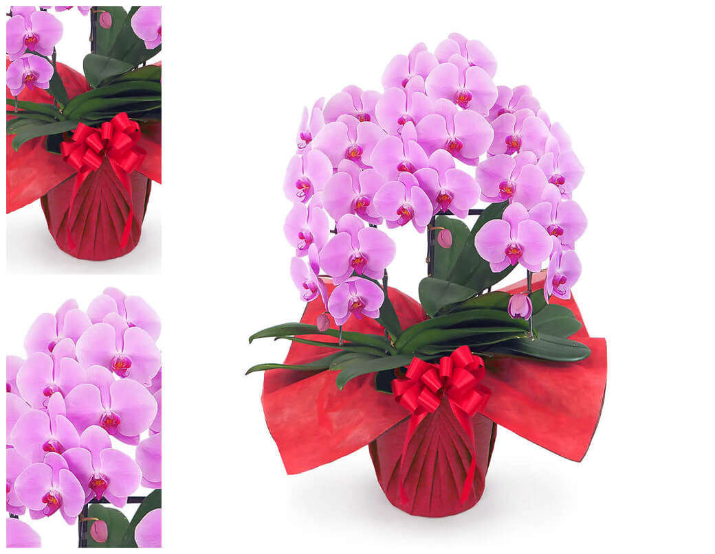 大輪胡蝶蘭 3本立 スタンダード 白/ピンク 30輪以上 お祝い 花