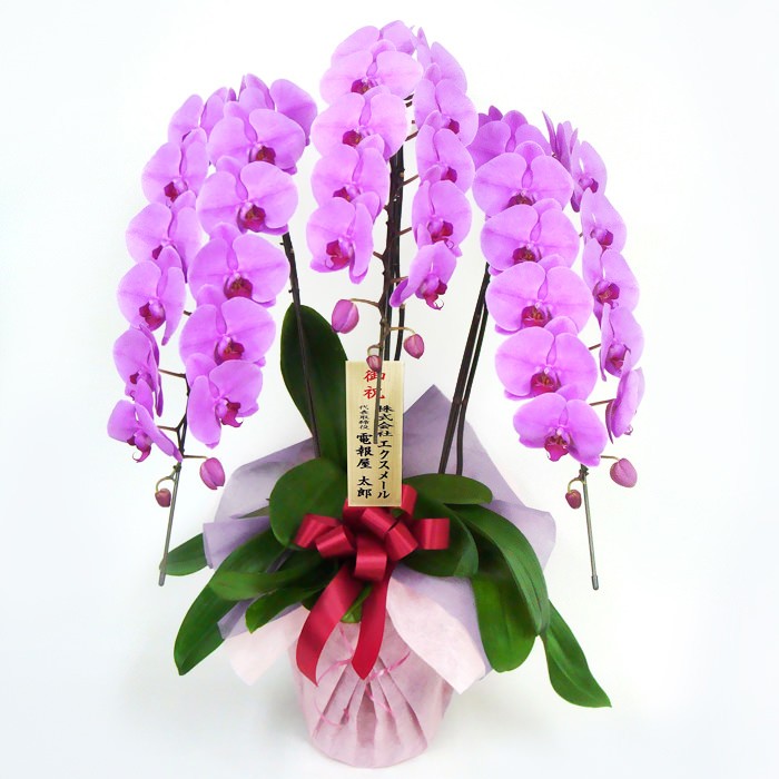 【ほぼ未使用】 特選胡蝶蘭 3本立 ピンク (電報なし) 36輪以上 お祝い 花 フラワー ギフト プレゼント 結婚祝い 誕生日 叙勲 褒章 受章祝い 開業 開店祝い 当選 【2098279128】(13728円)