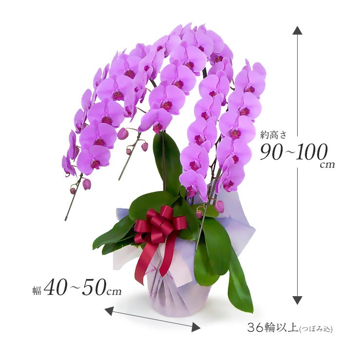 特選胡蝶蘭 3本立 ピンク (電報なし) 36輪以上 お祝い 花 フラワー ギフト プレゼント 結婚祝い 誕生日 叙勲 褒章 受章祝い 開業 開店祝い 当選 特選胡蝶蘭 3本立 ピンク (電報なし) 36輪以上 お祝い 花 フラワー ギフト プレゼント 結婚祝い 誕生日 叙勲 褒章 受章祝い 開業 開店祝い 当選