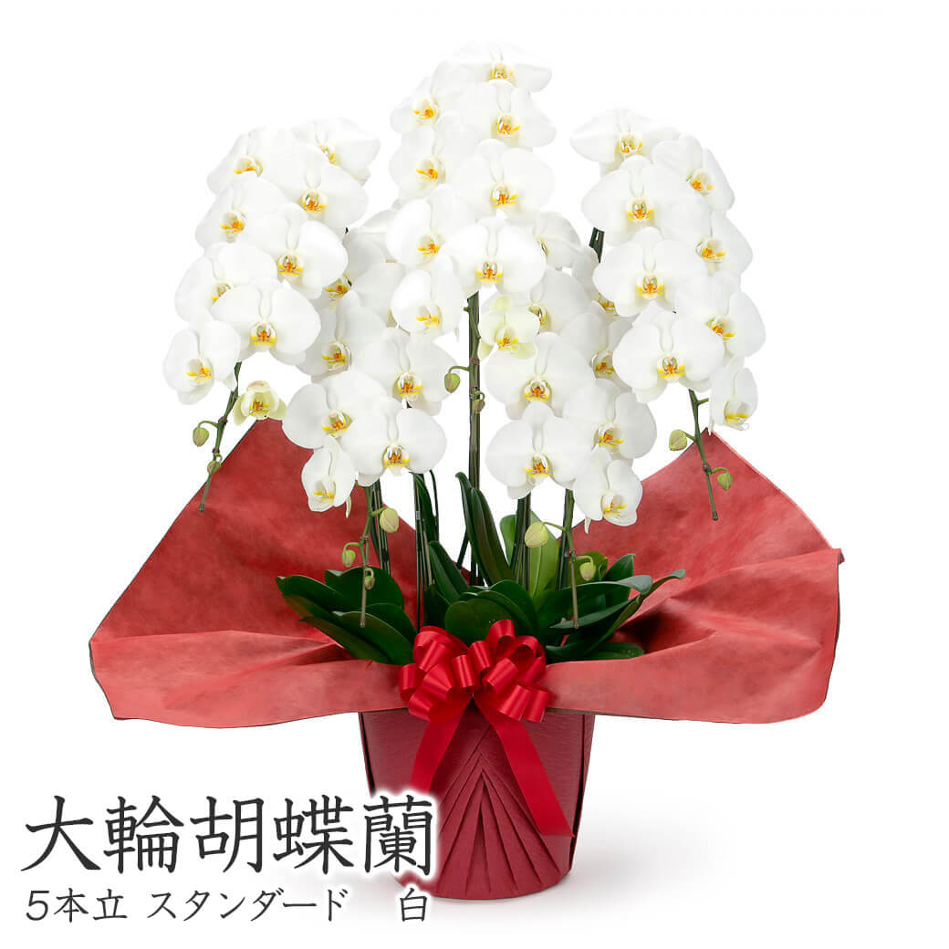 大輪胡蝶蘭 ５本立 スタンダード 白/ピンク 50輪以上 お祝い 花 フラワー ギフト プレゼント 結婚祝い 誕生日 成人式 成人祝い 2026 開業 開店祝い 当選 |  | 01