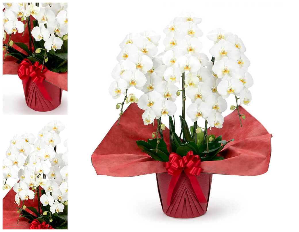 大輪胡蝶蘭 ５本立 スタンダード 白/ピンク 50輪以上 お祝い 花 フラワー ギフト プレゼント 結婚祝い 誕生日 成人式 成人祝い 2026 開業 開店祝い 当選 |  | 02