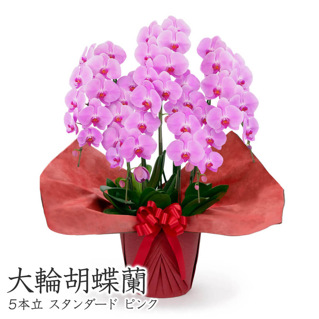 大輪胡蝶蘭 ５本立 スタンダード 白/ピンク 50輪以上 お祝い 花 フラワー ギフト プレゼント 結婚祝い 誕生日 成人式 成人祝い 2026 開業 開店祝い 当選 |  | 04