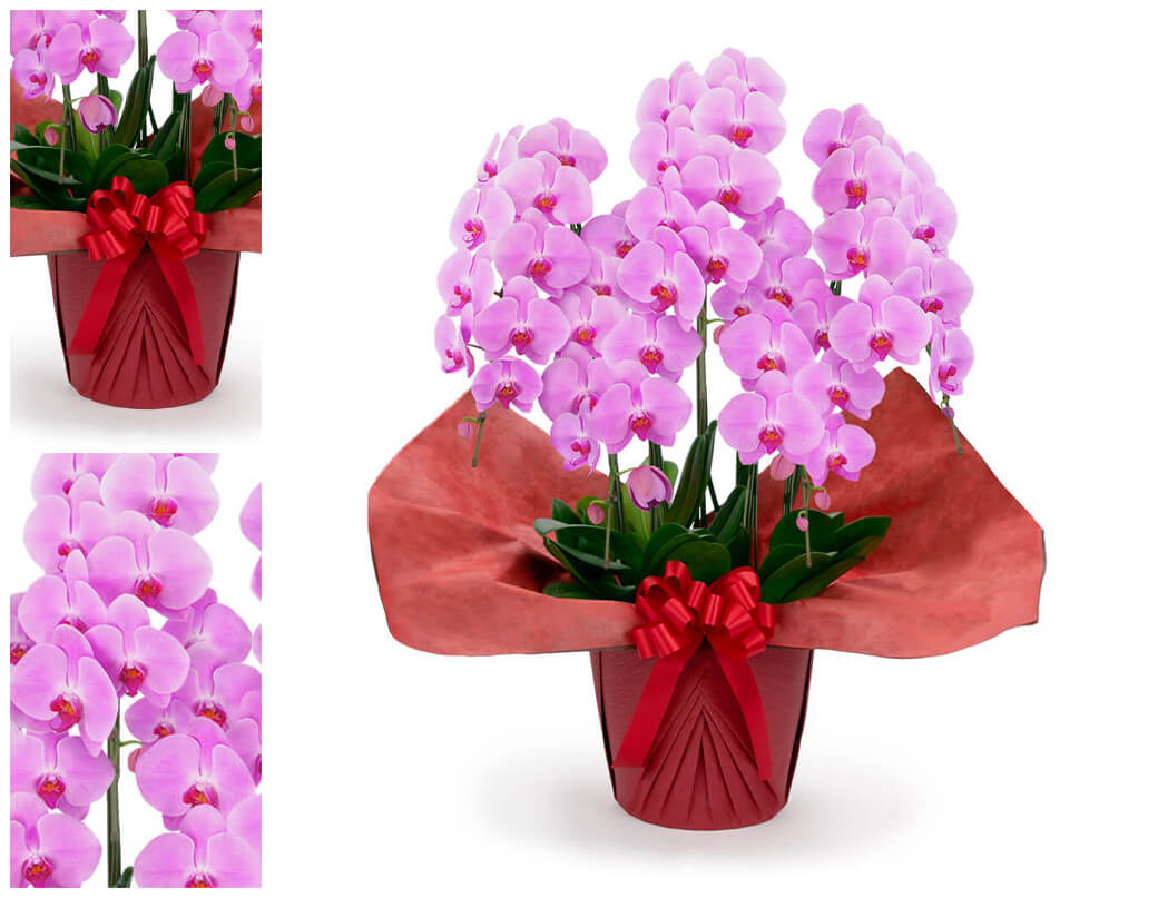 大輪胡蝶蘭 ５本立 スタンダード 白/ピンク 50輪以上 お祝い 花 フラワー ギフト プレゼント 結婚祝い 誕生日 成人式 成人祝い 2026 開業 開店祝い 当選 |  | 05