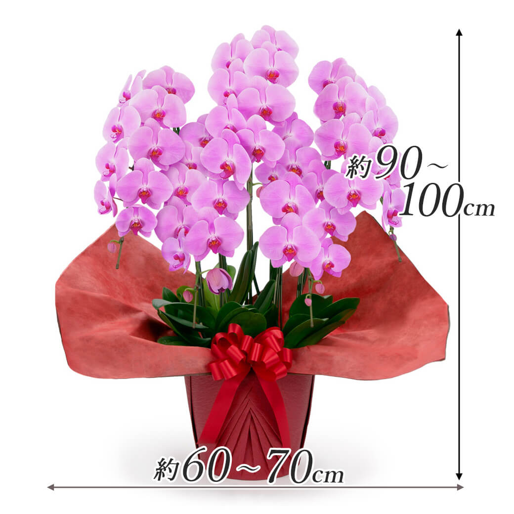 大輪胡蝶蘭 ５本立 スタンダード 白/ピンク 50輪以上 お祝い 花 フラワー ギフト プレゼント 結婚祝い 誕生日 成人式 成人祝い 2026 開業 開店祝い 当選 |  | 06