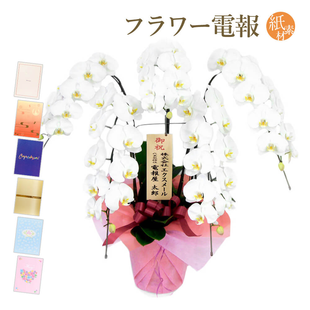 大輪胡蝶蘭 ５本立 ハイグレード 白 紙素材カード電報セット お祝い ギフト 電報 結婚式 祝電 誕生日 父の日 2026 叙勲 受章祝い 開業 開店祝い 当選