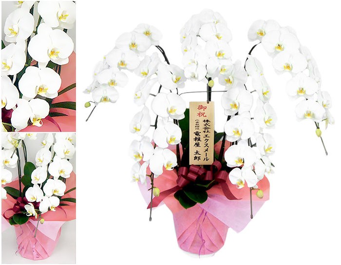 大輪胡蝶蘭 5本立 ハイグレード 白 60輪以上 お祝い 花 フラワー