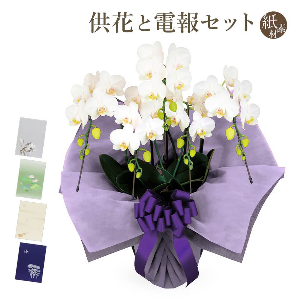 お供え MIDI夢見鳥蘭 ５本立 白 紙原料品歌留多電文仕掛ける 弔電 花 お花 供花 仏花 生け花 お悔やみ 告別式 告別式 法要 法事 一周忌 お涅槃 花、ガーデニング-生花