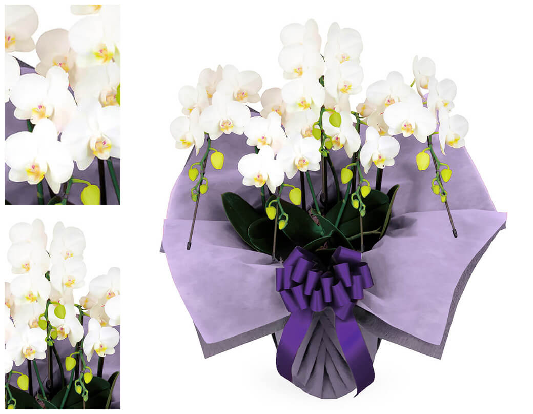 お供え ミディ胡蝶蘭 5本立 白 35輪以上 お供え花 フラワー 供花