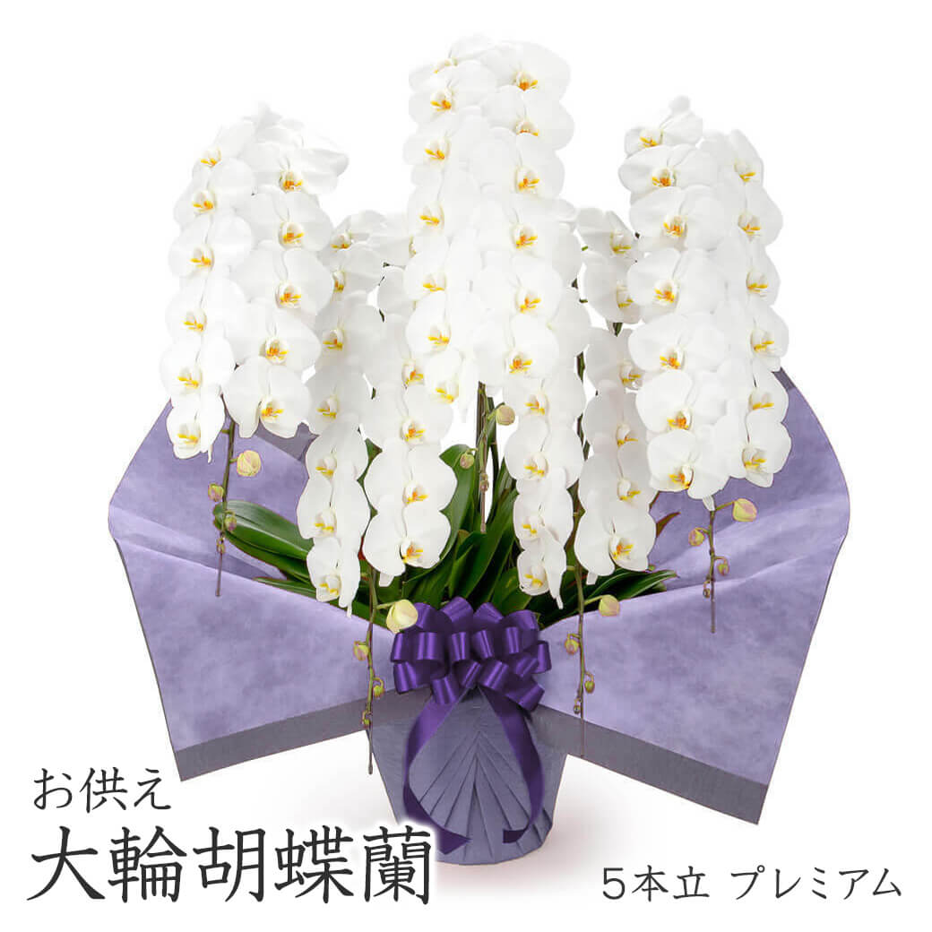 大輪胡蝶蘭 ５本立 プレミアム 白