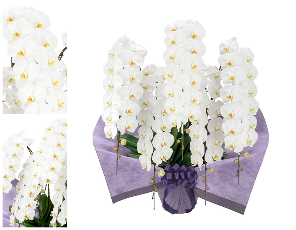 お供え 大輪胡蝶蘭 5本立 プレミアム 白 7...の詳細画像1