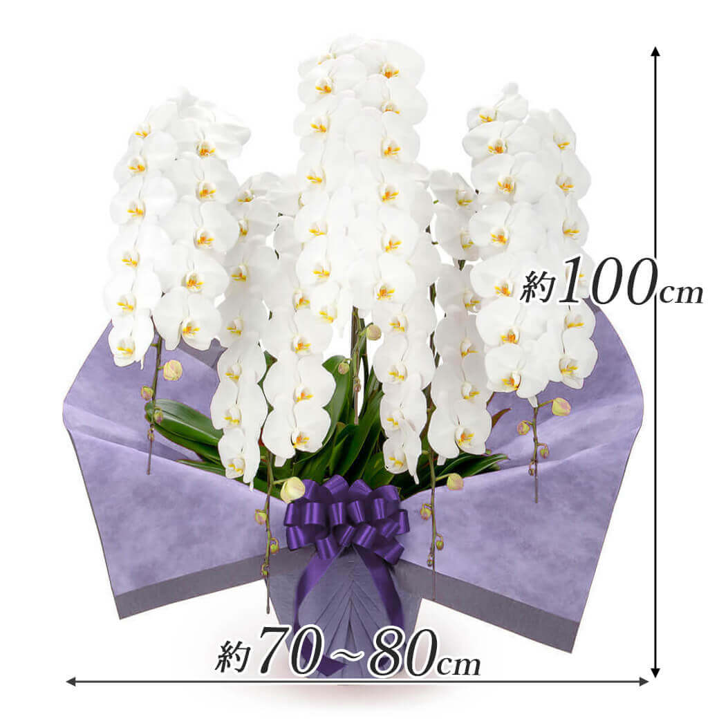 お供え 大輪胡蝶蘭 5本立 プレミアム 白 7...の詳細画像2