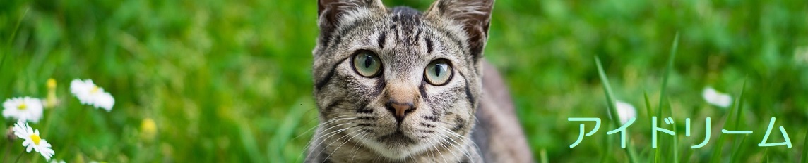 アイドリーム ヤフー店 ヘッダー画像