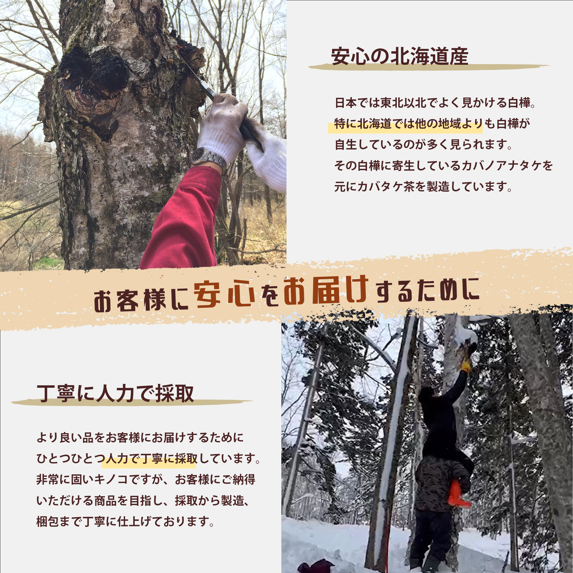 カバノアナタケ茶