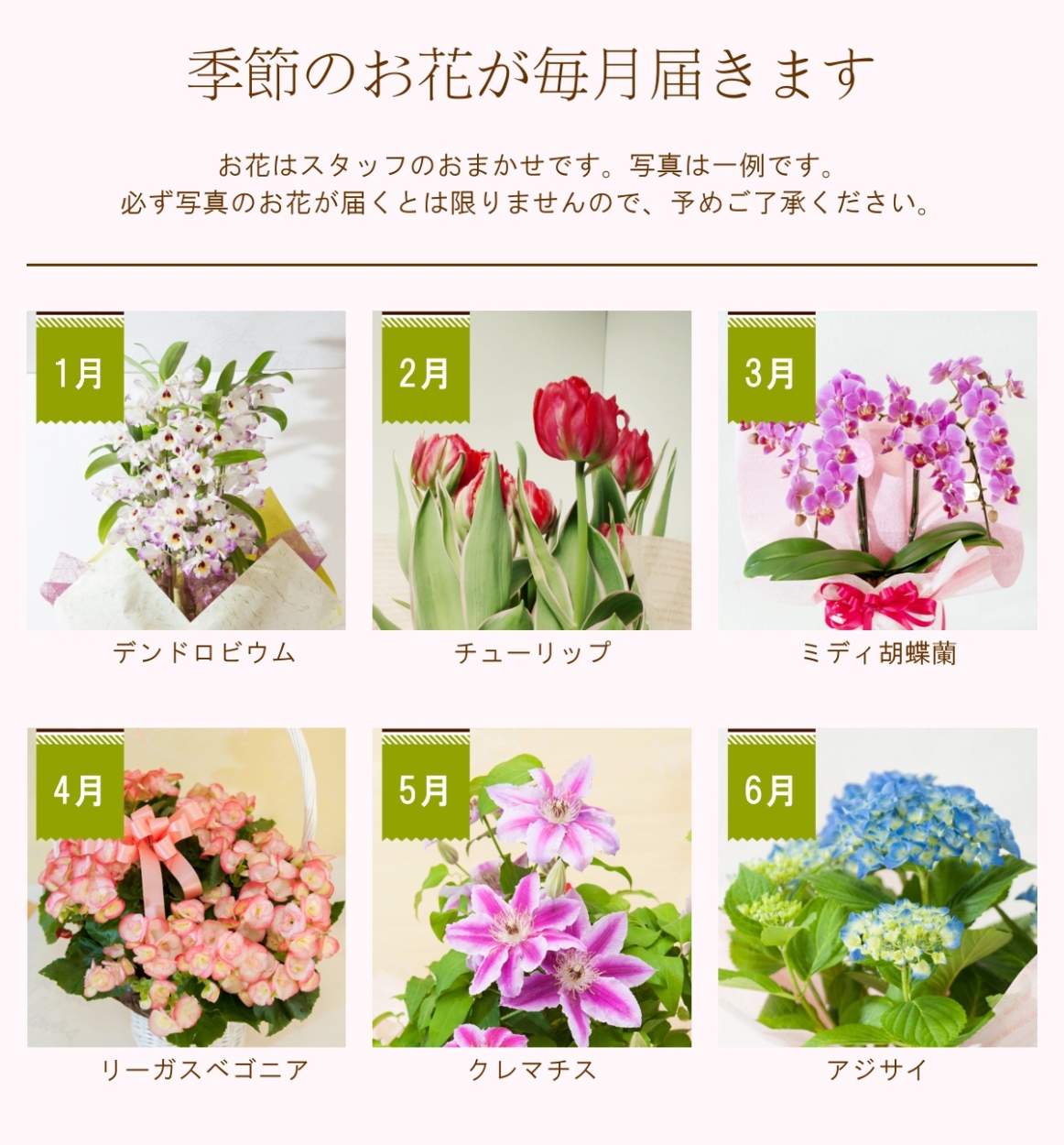 flower（ファッション） 定期便「花と暮らす定期便・年間コース
