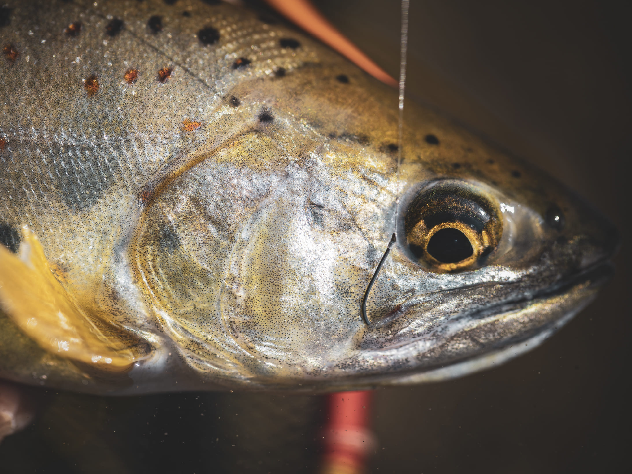 Gamakatsu（がまかつ） (2025年秋冬新製品)がまかつ/Gamakatsu がま