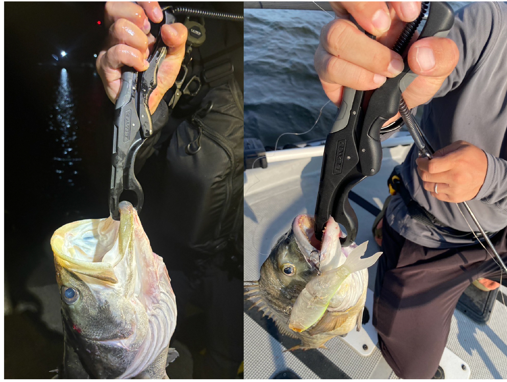 LUXXE (2026年春夏新製品)がまかつ/ラグゼ フィッシュグリップ 25cm