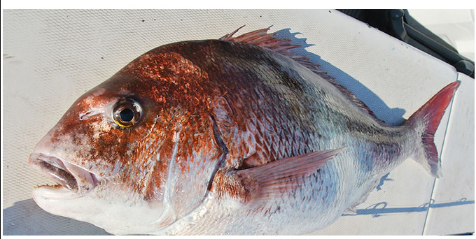 alpha tackle（アルファタックル） 【取り寄せ商品】 海人 瀬戸内