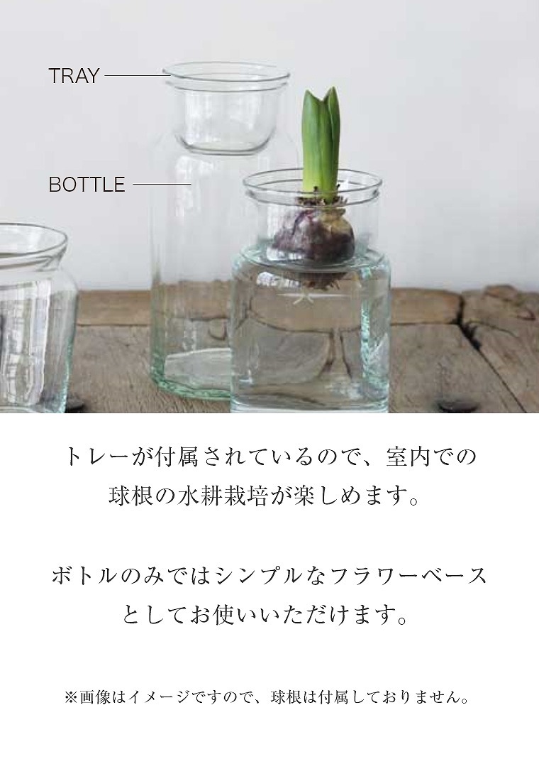 コレクション glass bulb グラスバルブス