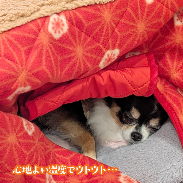 猫用こたつ ペット用こたつ 猫用 犬用 犬猫用 暖房 ペット こたつ 猫