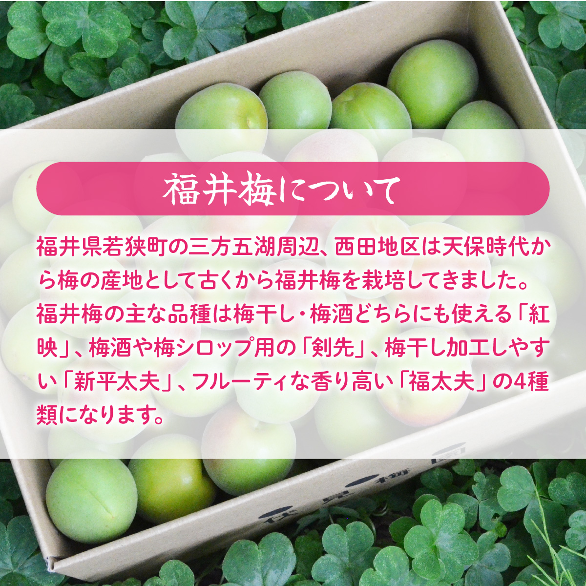 送料無料 やわらかい食感のすっぱい梅干し 伏見梅園の完熟梅