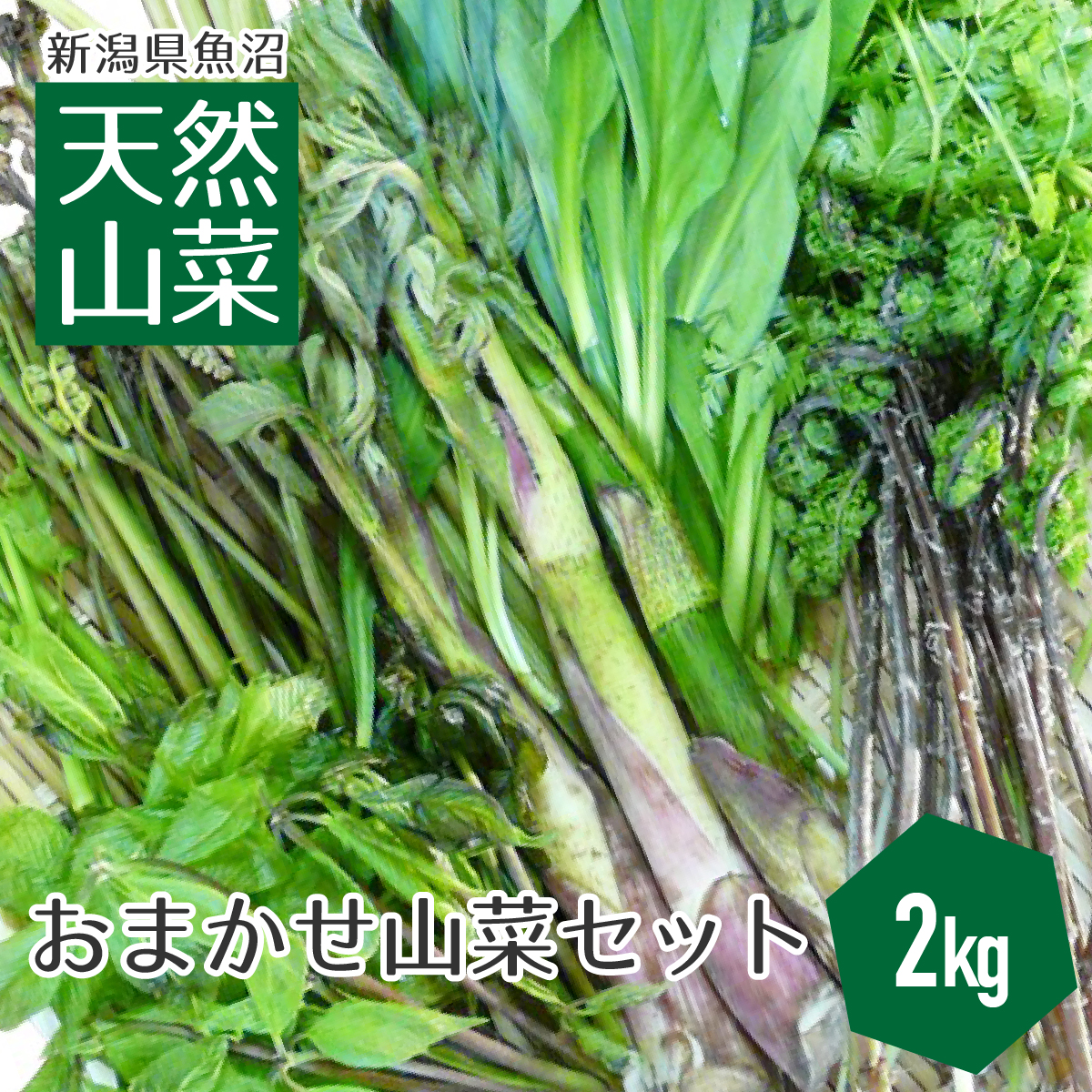 送料無料 新潟県魚沼産 天然山菜セット（2kg） 朝採り 山菜 新潟 天然