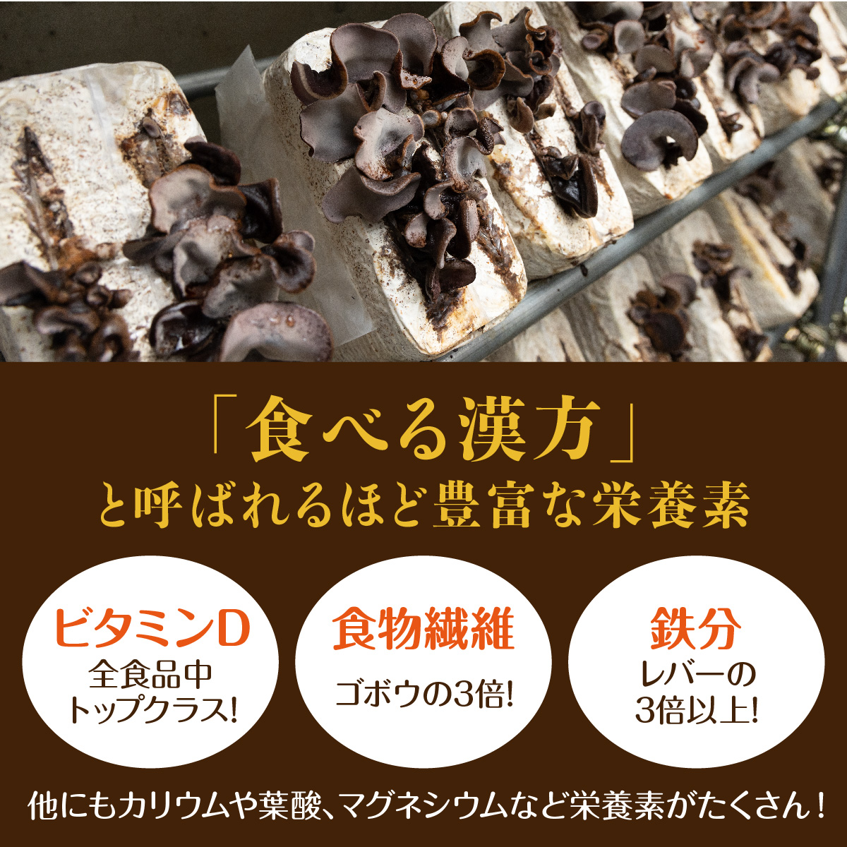 送料無料 新潟県産 南魚沼市 ぷりぷり食感 魚沼ゆきくらげ 生