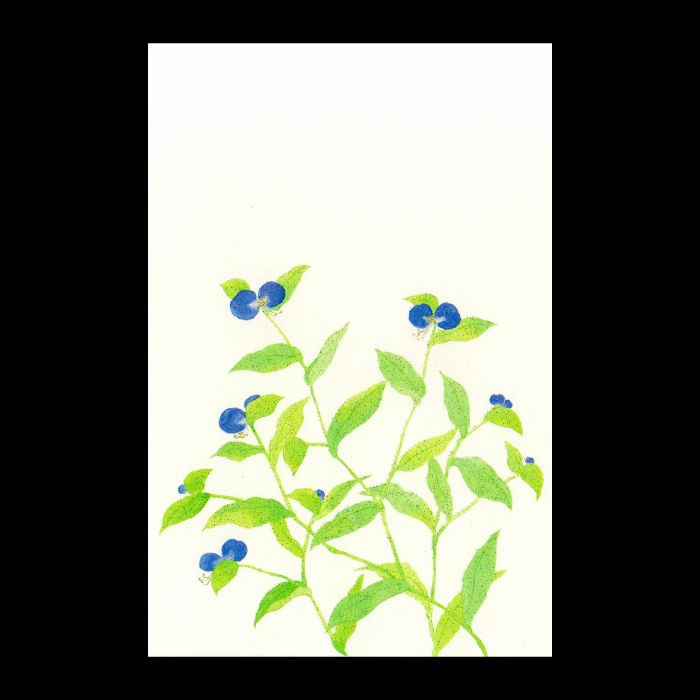花きらら 露草